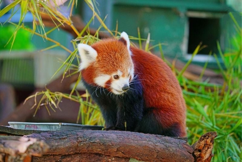 Zoo de Zurich, Suisse