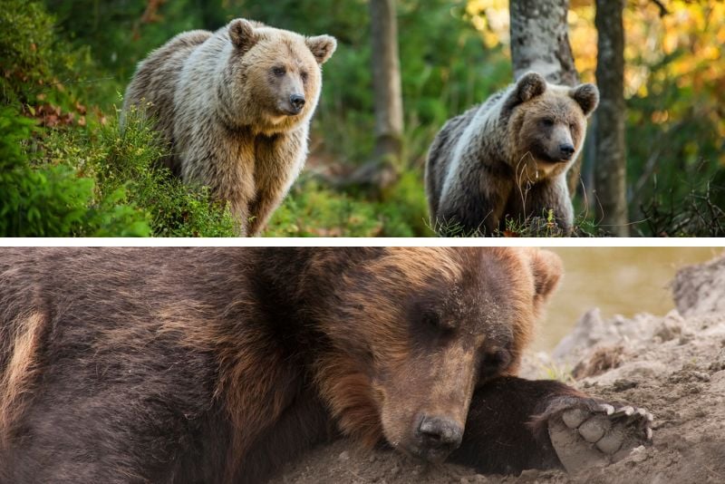 bear encounters in Anchorage