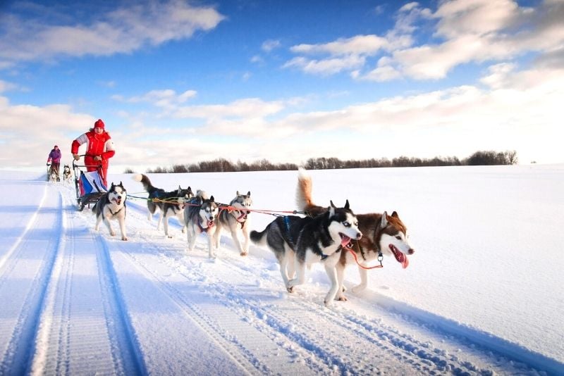 dog sledding in Moscow
