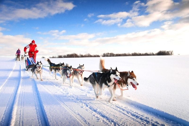clear safari autofill iphone dog sledding in Moscow