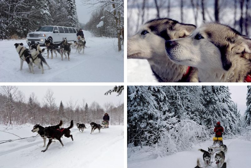 dog sledding in Quebec City