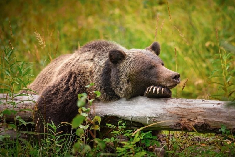 Grizzly Bear Refuge, Banff