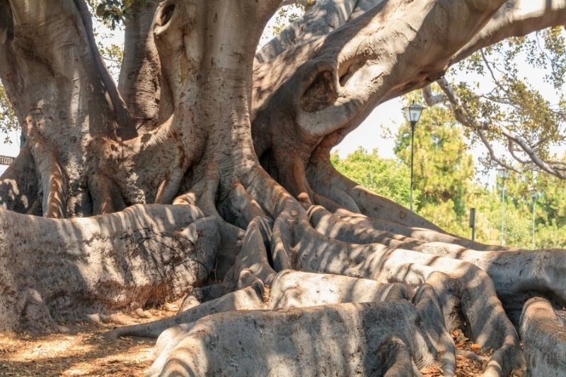 Moreton Bay Fig Tree, Santa Barbara