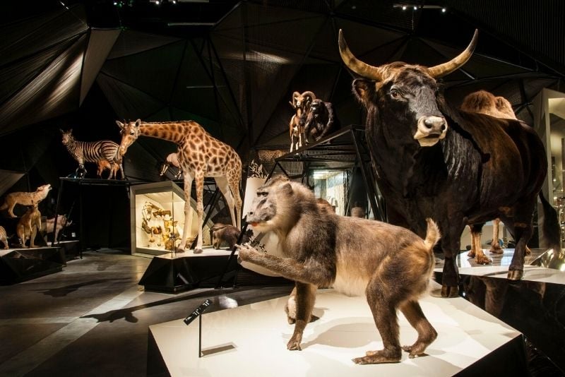 Museo de las Confluencias, Lyon