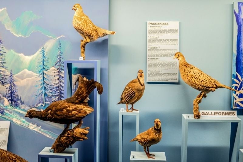 Muséum d'histoire naturelle, Genève