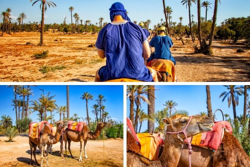 Palm Grove à dos de chameau près de Marrakech