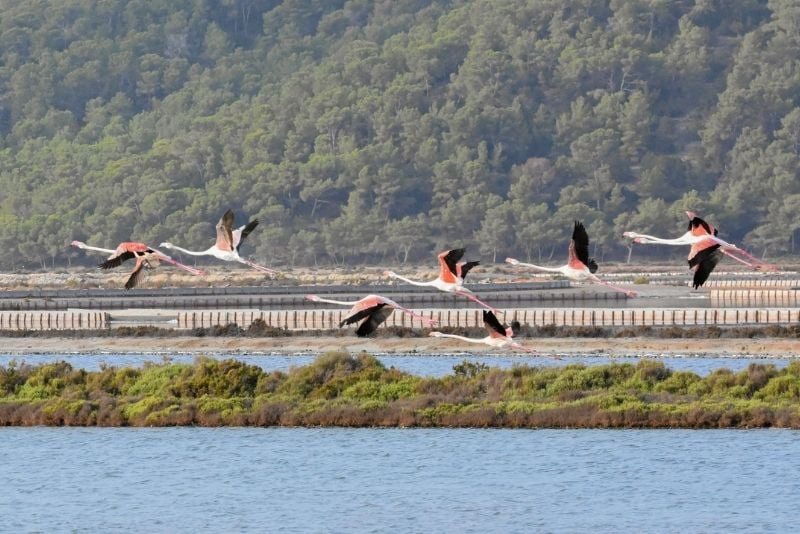 Ses Salines Natural Park, Ibiza