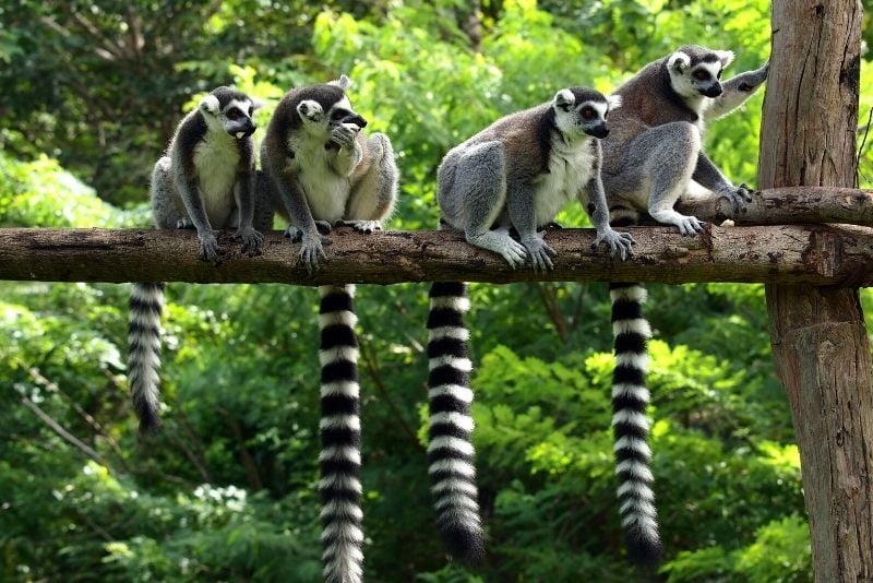 Zoo de Bordeaux Pessac