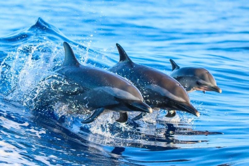 Delfinbeobachtung auf Madeira
