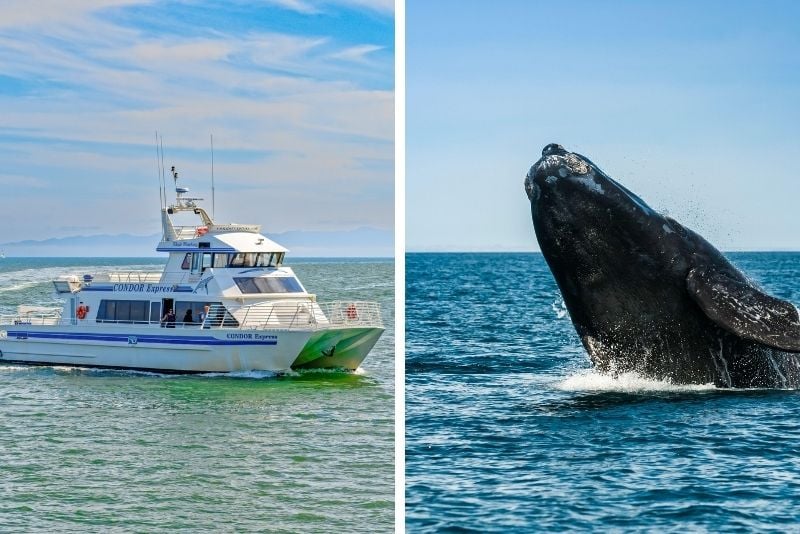 whale-watching boat tour