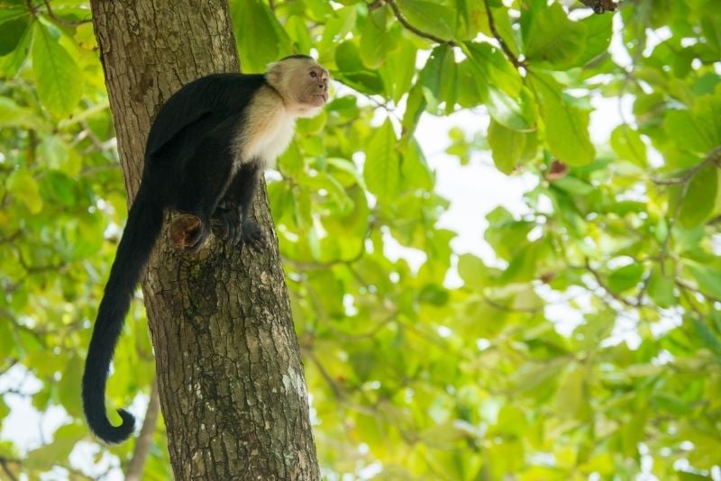 Akumal Monkey Sanctuary, Riviera Maya