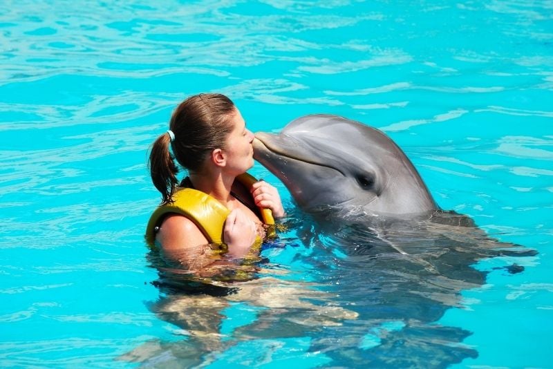 Dolphin Connection, Florida Keys