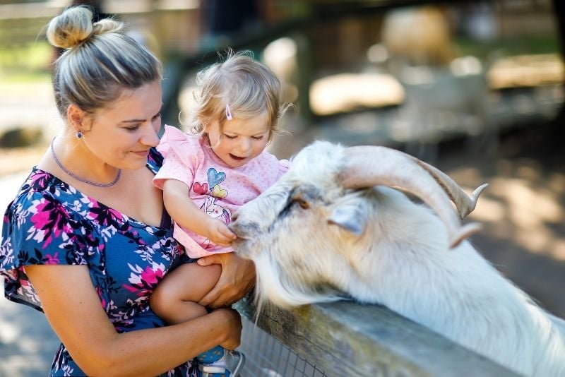 Kennedy’s Pet Farm, Killarney