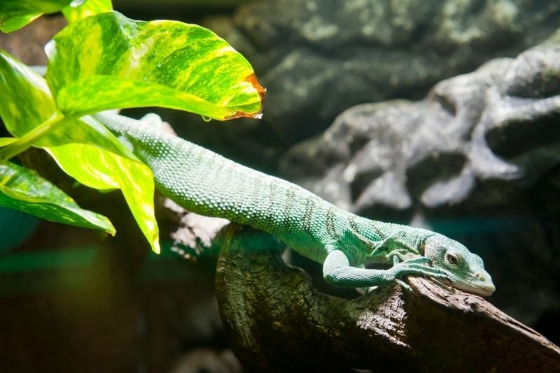 Oslo Reptile Park