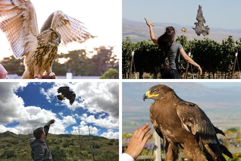 falconry experience in Reno