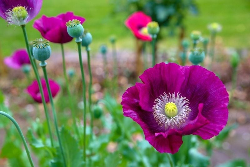 Botanical Gardens of Silver Springs, Calgary