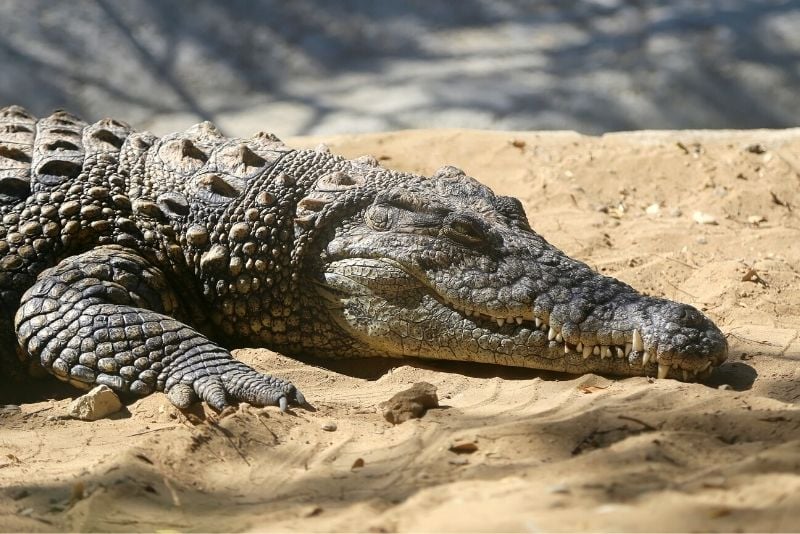 Crocodile Park, Málaga