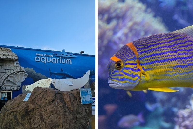 Long Island aquarium in New York