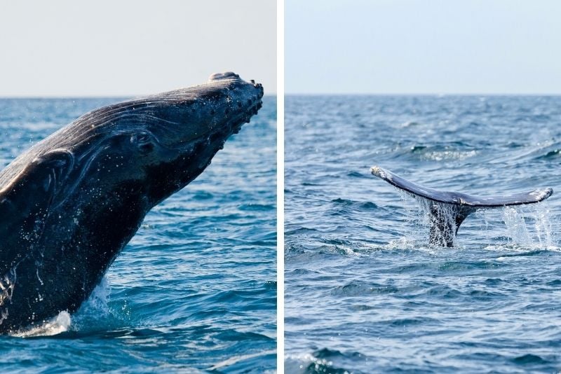 Long Island whale-watching