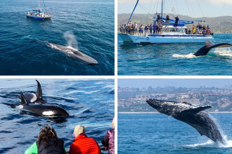 whale watching tours, Orange County
