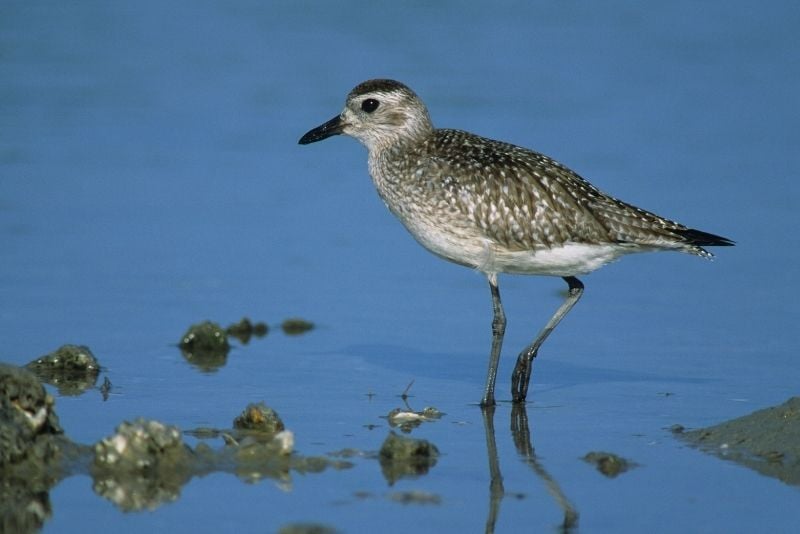 Bolivar Flats Bird Sanctuary, Galveston