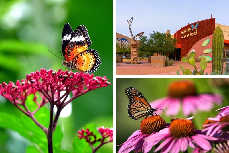 Butterfly Wonderland, Scottsdale