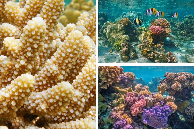 Coral Gardens, Bora Bora