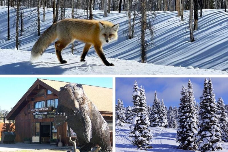 Day Trips from Yellowstone National Park