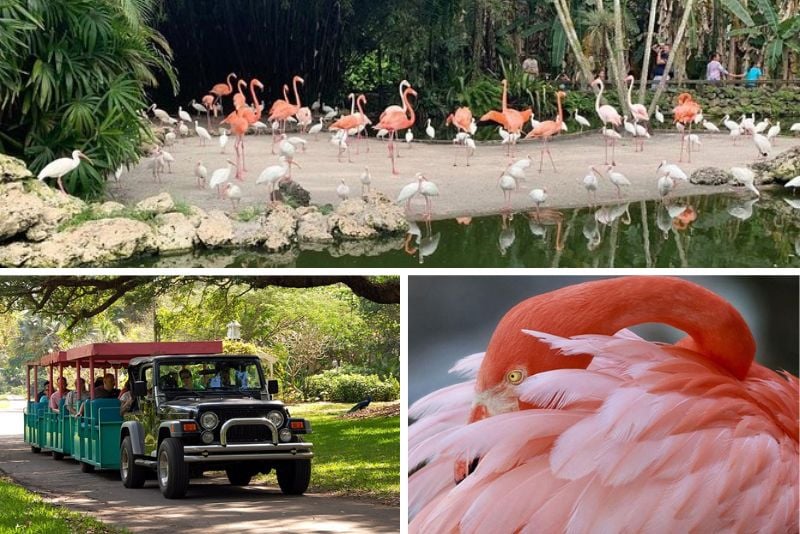 Flamingo Gardens, Florida