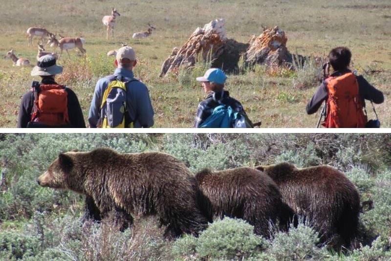 Lamar Valley, Yellowstone