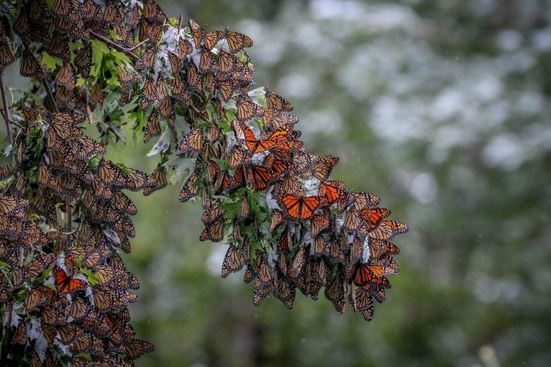 Monarch Butterfly Sanctuary, Monterey