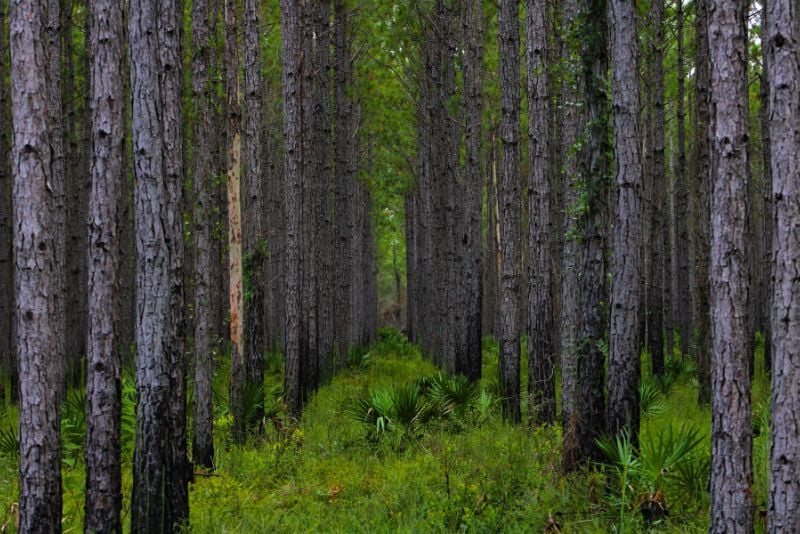 Tiger Bay State Forest, Daytona Beach