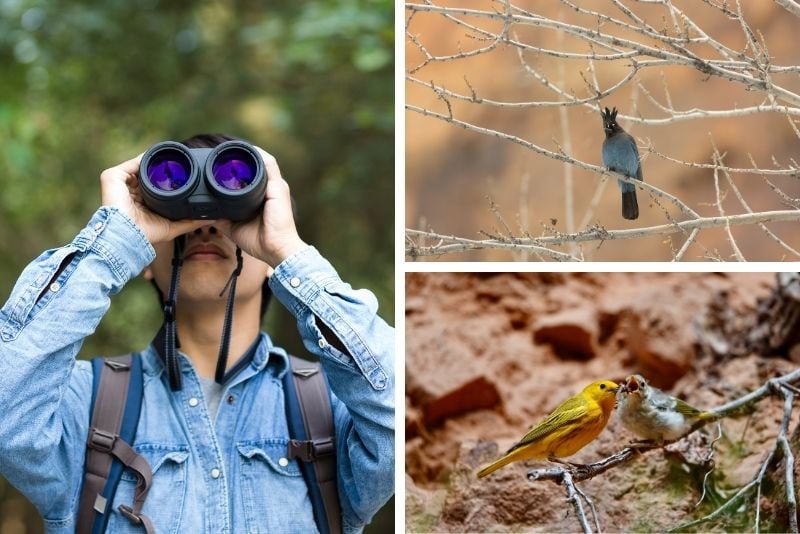 bird-watching in Zion National Park