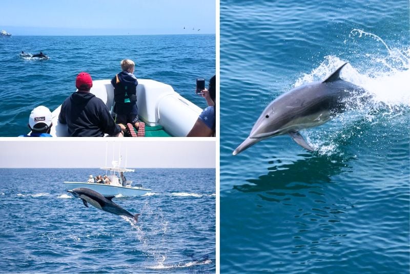 dolphin-watching cruise in California