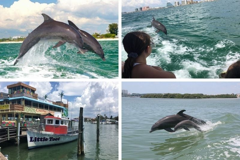 dolphin watching in Clearwater