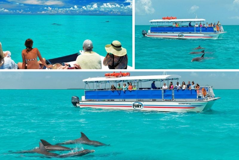 dolphin-watching in Key West, Florida