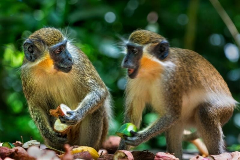 green monkeys, Barbados Wildlife Reserve