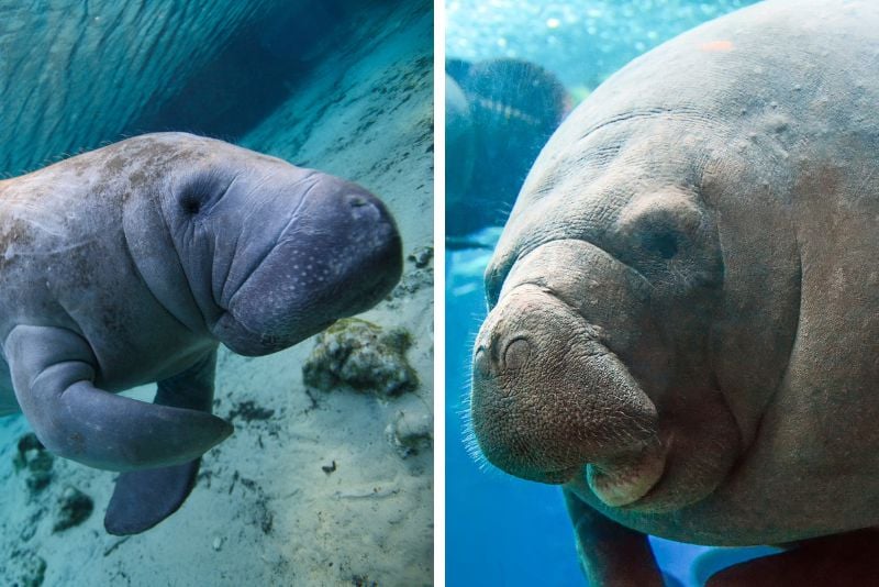 manatee encounters in Daytona Beach