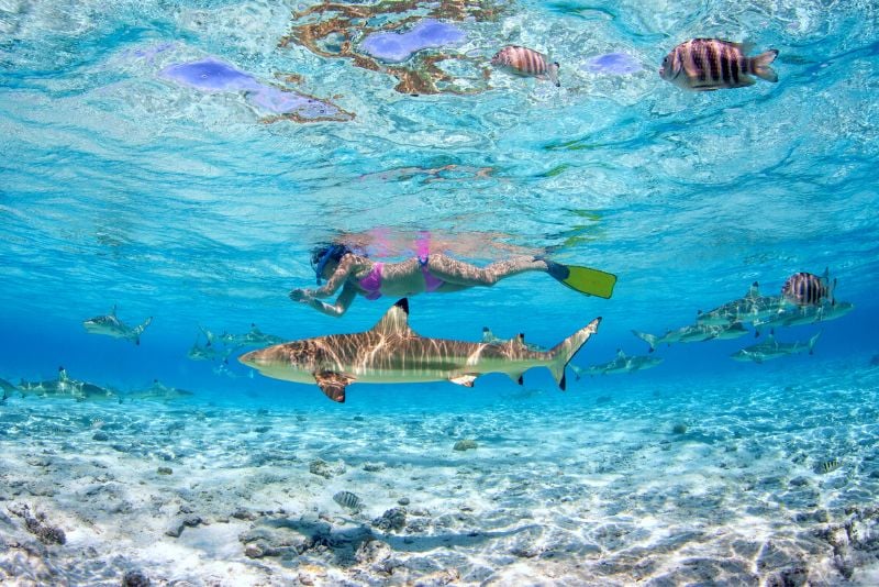 shark safari in Bora Bora