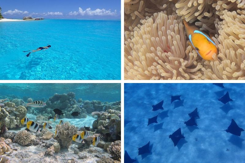 snorkeling in Bora Bora