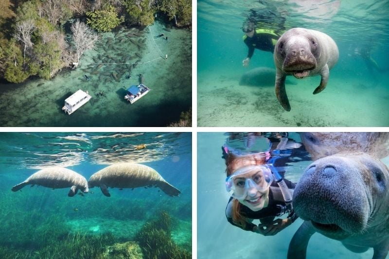 snorkeling in Crystal River