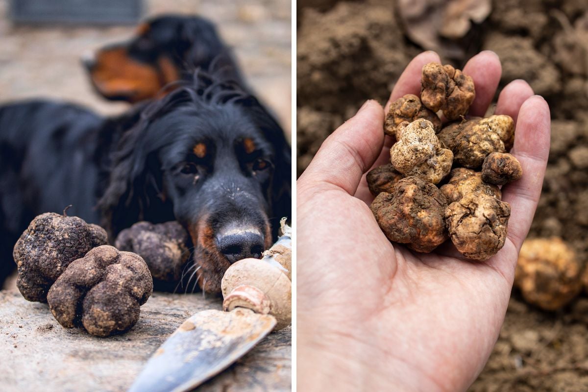 truffle hunting in Verona
