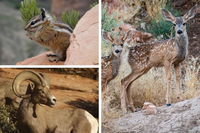 wildlife-watching expedition in Zion National Park