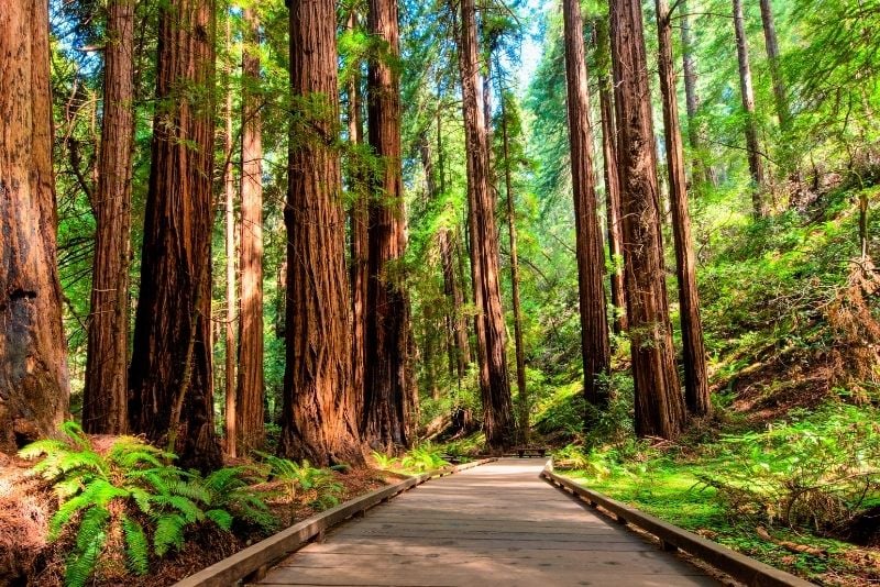 Muir Woods National Monument, California