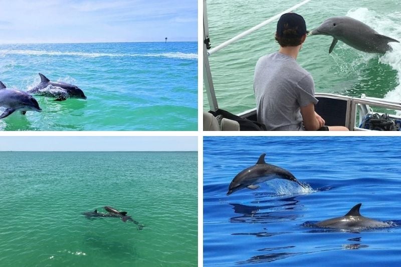 dolphin watching in St. Petersburg