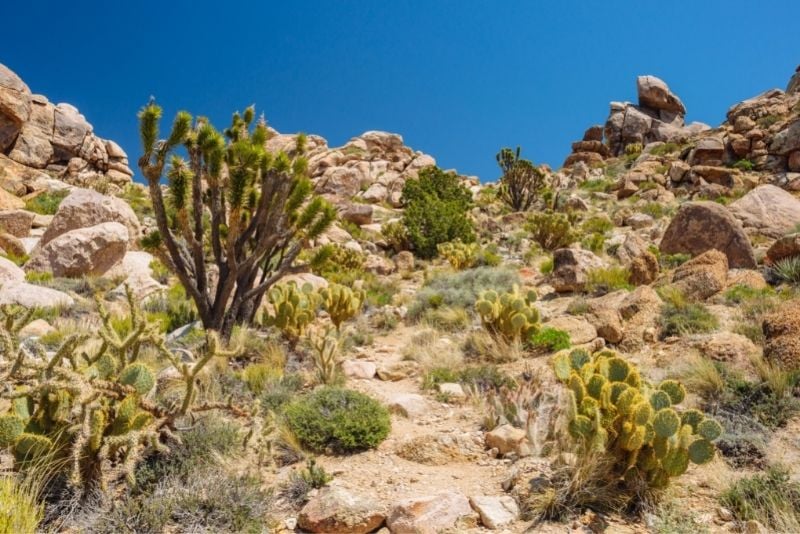 Mojave National Preserve