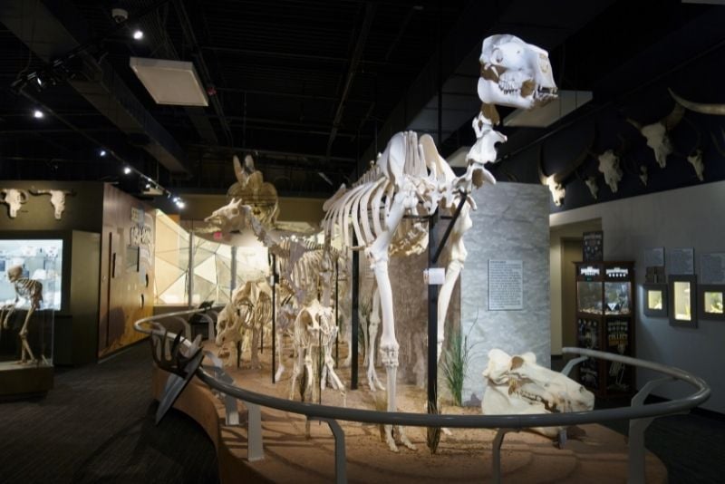 Museum Of Osteology, Orlando