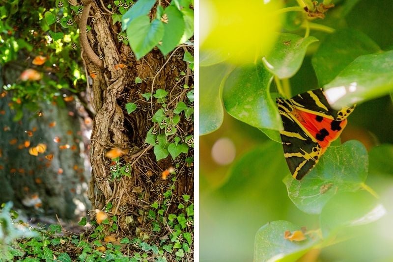 Butterflies Nature Reserve, Paros