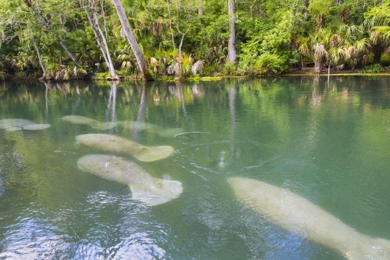 Sirenia Vista Park, Cape Coral