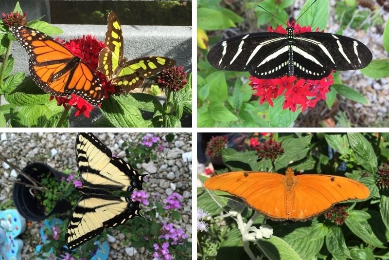 Tom Allen Memorial Butterfly House, Cape Coral